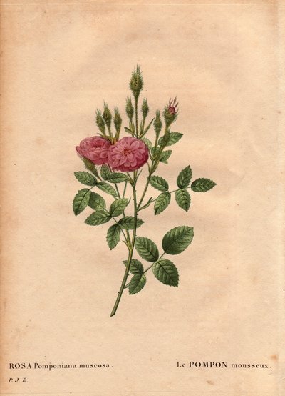 The sparkling pompon kind of Rose de Meaux (Rosa Pomponiana muscosa) by Pierre Joseph Redouté
