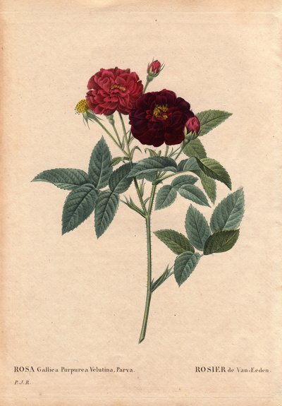 Botanical Board, Flower, Rose Variety: Van Eeden Rose (Rosa Gallica Purpurea Velutina Parva). Cultivated in the Netherlands by Van Eeden before 1810. In 