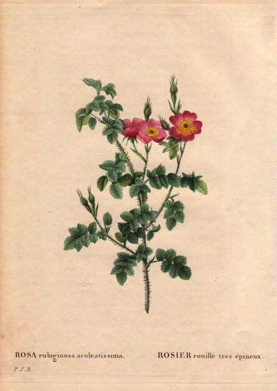 Botanical Board, Flower, Rose Variete: Very spiny rust rose by Pierre Joseph Redouté