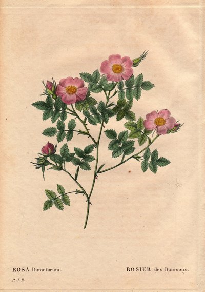 Botanical Board, Flower, Rose Variety: Bush Rose (Rosa Dumetorum). From the Family of Canine Roses from Europe and Asia, Discovered before 1821. In 