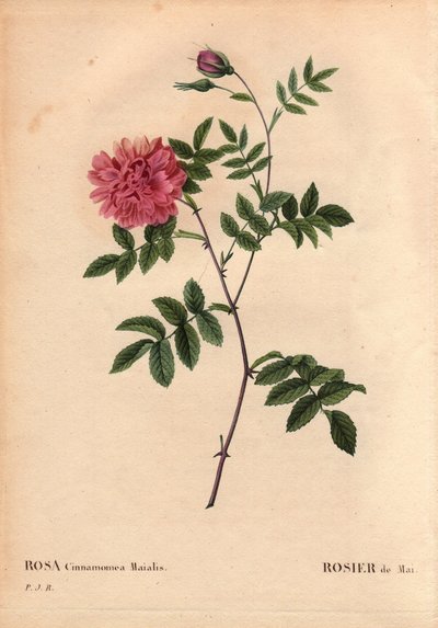 May Rose (Rosa cinnamomea maialis) by Pierre Joseph Redouté