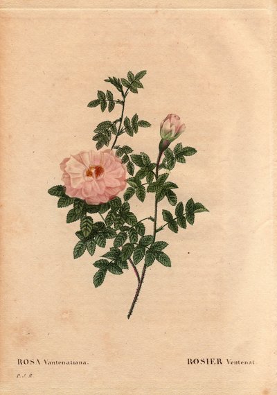 Rose Ventenat (Rosa ventenatiana) by Pierre Joseph Redouté