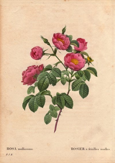 Botanical Board, Flower, Rose Variety: Rose with soft leaves. (Rosa mollissima flora submultiplici). Rose mollis variety, before 1821. In 