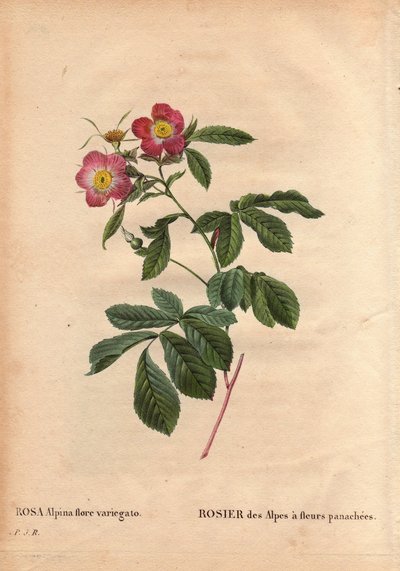 Botanical Plate, Flower, Rose Variety: Rose of the Alps with Variegated Flowers by Pierre Joseph Redouté