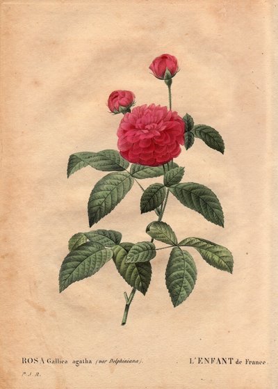 Botanical Plate, Flower, Rose Variety: The child of France (Rosa gallica agatha var. delphiniana). Cultivated by Monsieur Du Pont, circa 1802, known since the reign of Louis XV (1710-1774) and called 