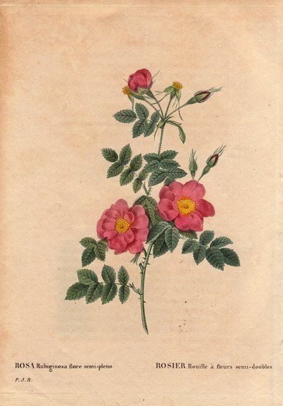 Botanical Plate, Flower, Rose Variety: Rose Rust has semi-double flowers (Rosa rubiginosa flora semi pleno), obtained from seeds and grown by P.J. Redoute around 1806. In 