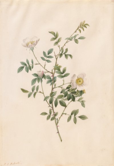 Brier Bush Rose or Dog Rose (Rosa Sepium Rosea) by Pierre Joseph Redouté