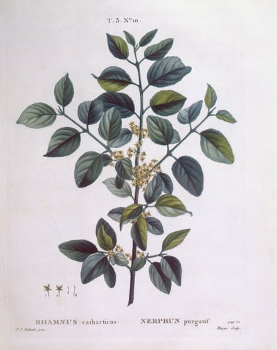 Buckthorn, Henry Louis Duhamel du Monceau, botanical plate by Pierre Joseph Redouté by Pierre Joseph Redouté