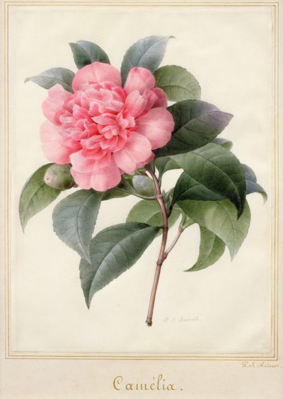 Camelia by Pierre Joseph Redouté