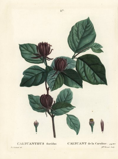 Carolina Spicebush or Eastern Sweetshrub, Calycanthus Floridus by Pierre Joseph Redouté