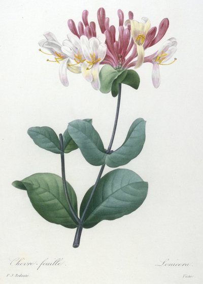 Chevre-feuille, from Choix Des Plus Belle Fleurs et des Plus Beaux Fruits, 1827 by Pierre Joseph Redouté
