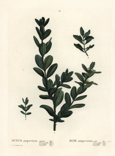 Common box, European box or boxwood, Buxus sempervirens. Handcoloured stipple engraving after an illustration by Pierre-Joseph Redoute from Henri Louis Duhamel du Monceau