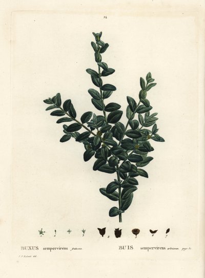 Common box, European box or boxwood, Buxus sempervirens fruticosa by Pierre Joseph Redouté