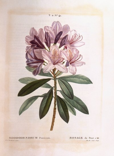 Common Rhododendron (Rhododendron ponticum) by Pierre Joseph Redouté