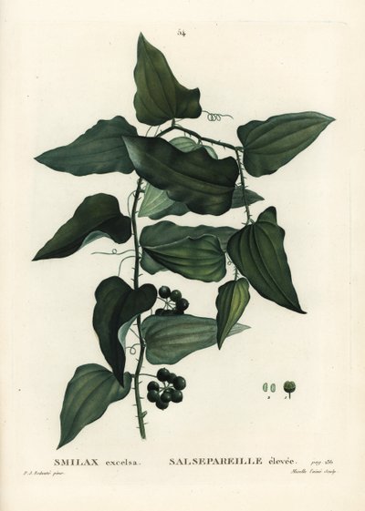 Common smilax, rough bindweed, sarsaparilla or Mediterranean smilax, Smilax aspera (Smilax excelsa). Handcoloured stipple engraving from Henri Louis Duhamel du Moncel