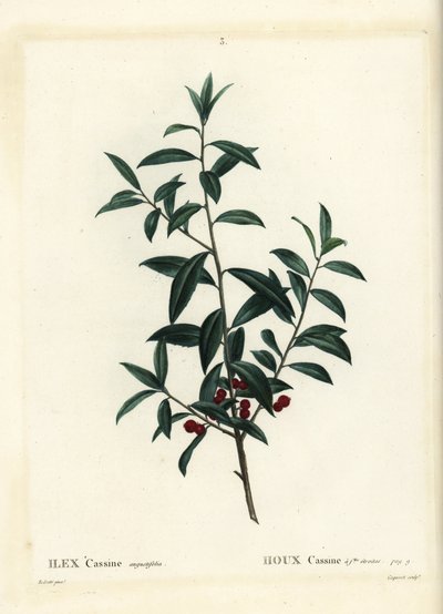 Dahoon Holly or Cassina, Ilex Cassine. Handcoloured Stipple Engraving by Coqueret after an Illustration by Pierre-Joseph Redoute from Henri Louis Duhamel du Moncel