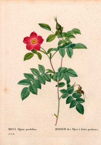 During Fruited Pink Alpine, Rosa Pendulina. Handcoloured Stipple Copperplate Engraving from Pierre Joseph Redoute