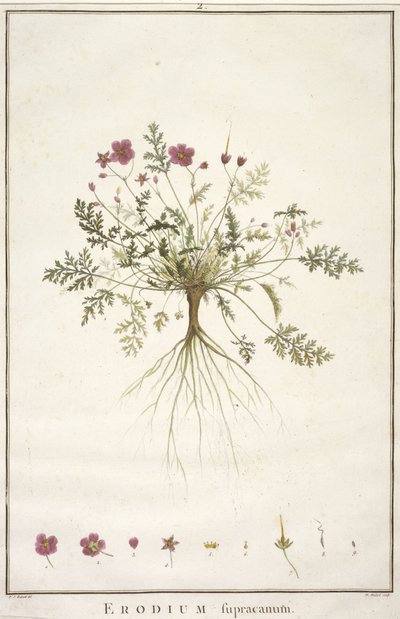 Erodium supracanum, from Geraniologia, seu Erodii, Pelargonii, Monsoniae et Grieli historia iconibus illustrata, 1787-88 by Pierre Joseph Redouté