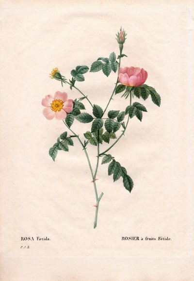 Fetid Fruit Rose. Handcoloured Stipple Copperplate Engraving from Pierre Joseph Redoute