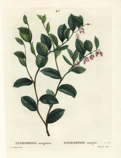 Fetterbush, Andromeda Marginata. Handcoloured Stipple Engraving by J. Marchand after Pierre-Joseph Redoute from Henri Louis Duhamel du Monceau