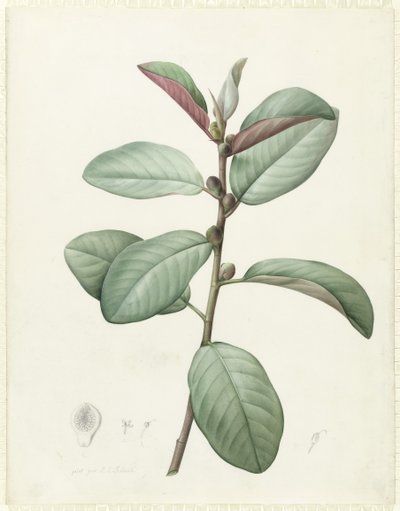 Ficus Rubeginosa by Pierre Joseph Redouté