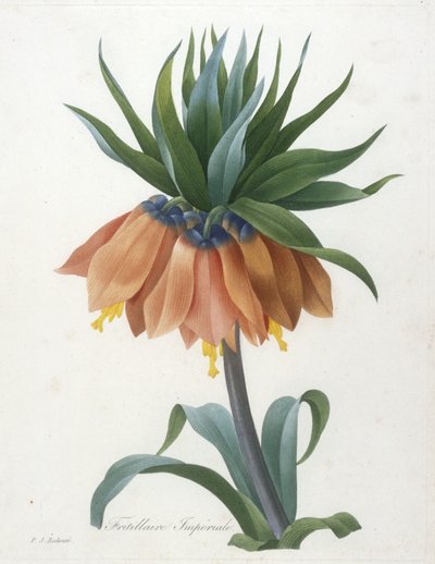 Fritillaire Imperiale, from Choix Des Plus Belle Fleurs et des Plus Beaux Fruits, 1827 by Pierre Joseph Redouté