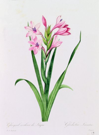 Glayeul Couleur de Laque by Pierre Joseph Redouté