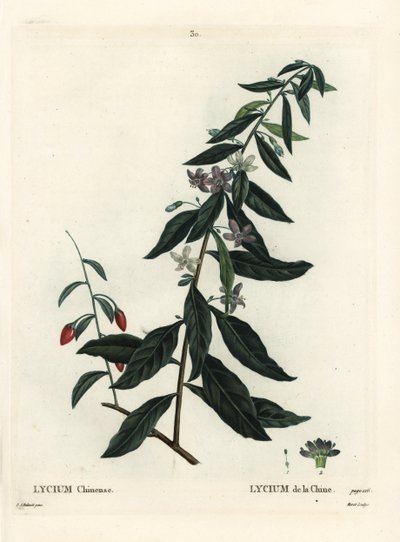 Goji Berry or Chinese Boxthorn, Lycium Chinense by Pierre Joseph Redouté