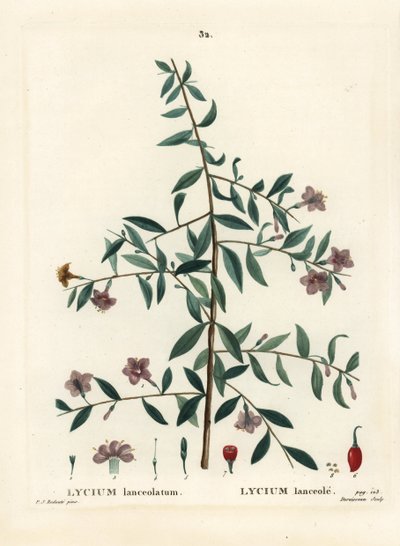Goji Berry or Chinese Wolfberry, Lycium barbarum by Pierre Joseph Redouté