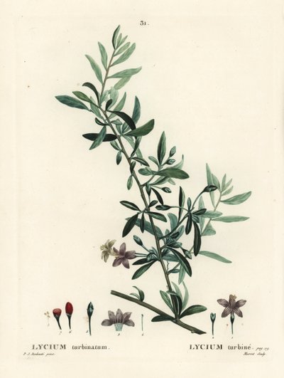 Goji berry or Chinese wolfberry, Lycium barbarum (Lycium turbinatum). Handcoloured stipple engraving by Moret after an illustration by Pierre-Joseph Redoute from Henri Louis Duhamel du Monceau