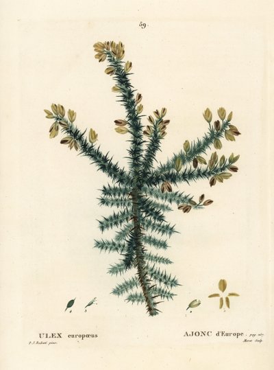 Gorse, furze or whin, Ulex europaeus by Pierre Joseph Redouté