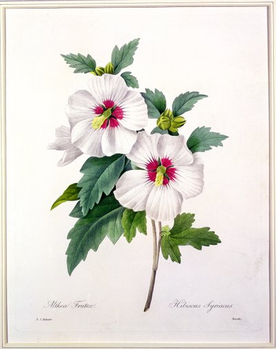 Hibiscus syriacus, engraved by Bessin, from 