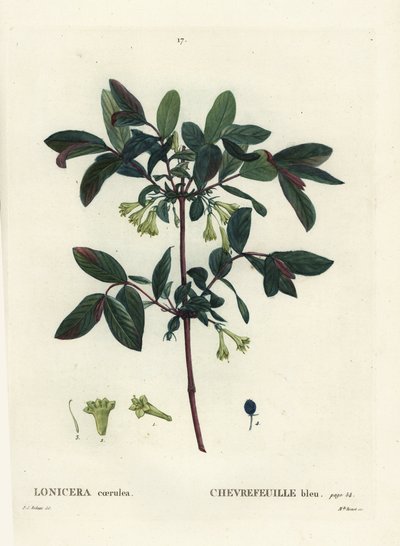 Honeyberry, Haskap berry, blue-berried honeysuckle, or sweetberry honeysuckle, Lonicera caerulea. Handcoloured stipple engraving by Miss Brenet after an illustration by Pierre-Joseph Redoute from Henri Louis Duhamel du Monceau