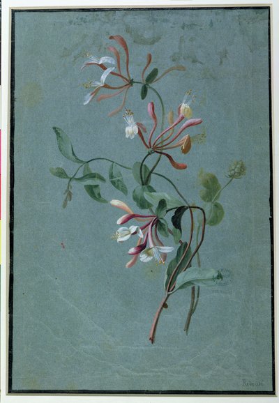 Honeysuckle by Pierre Joseph Redouté