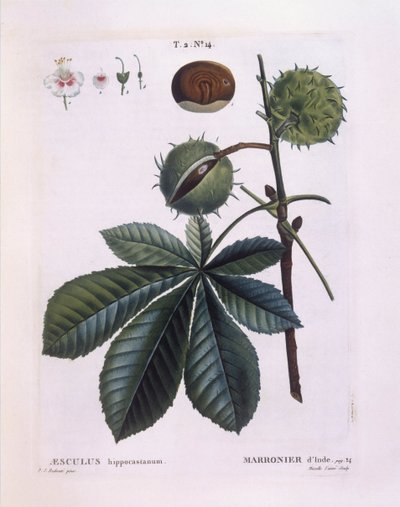 Horse-chestnut or Conker Tree (Aesculus hippocastanum) by Pierre Joseph Redouté