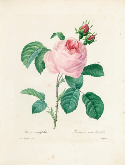 Hundred-Leaved Rose, engraved by Langlois, from 