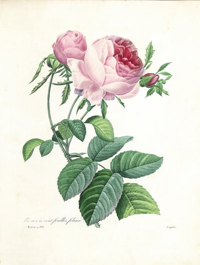 Hundred-Leaved Rose, engraved by Langlois, from 