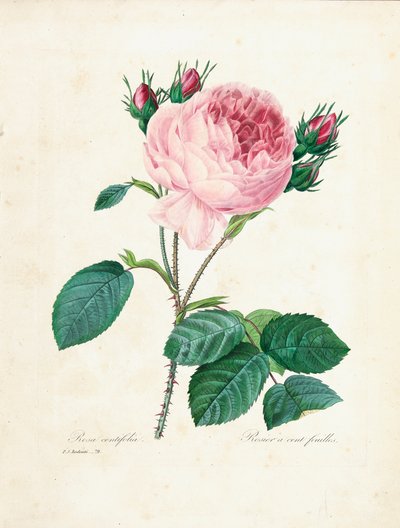 Hundred-Leaved Rose, from 