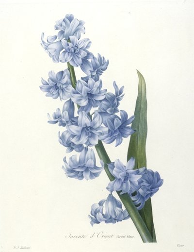 Jacinte dOrient, from Choix Des Plus Belle Fleurs et des Plus Beaux Fruits, 1827 by Pierre Joseph Redouté