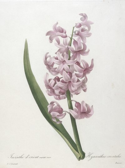 Jacinthe dorient, from Choix des Plus Belle Fleurs et des Plus Beaux Fruits, 1827 by Pierre Joseph Redouté