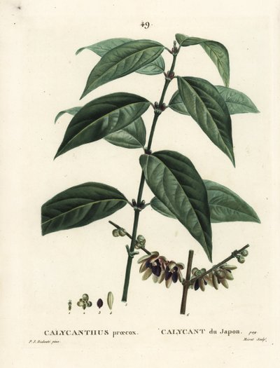 Japanese Allspice, Chimonanthus praecox by Pierre Joseph Redouté