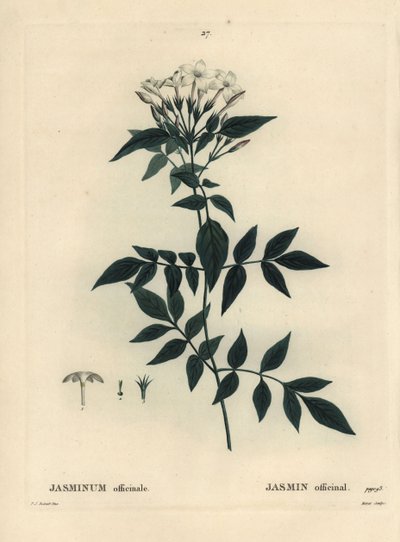 Jasmine, Jasminum officinale by Pierre Joseph Redouté