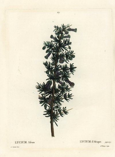 Kraal honey thorn, Lycium afrum. Handcoloured stipple engraving by Miss Brenet after an illustration by Pierre-Joseph Redoute from Henri Louis Duhamel du Monceau