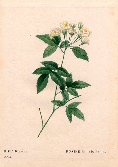 Lady Banks Rose, Rosa Banksiae var. Alba-Plena by Pierre Joseph Redouté