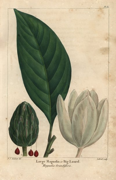 Large magnolia tree, big laurel, Magnolia grandiflora by Pierre Joseph Redouté