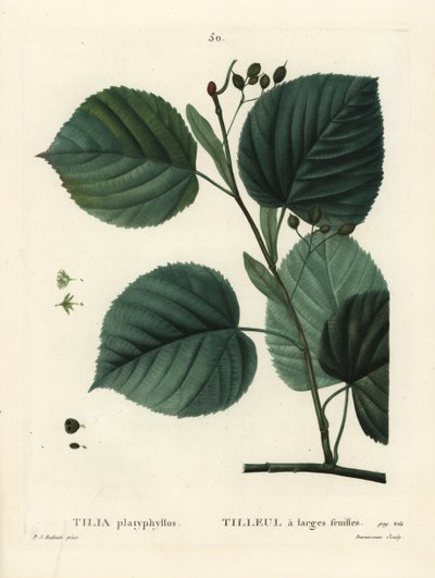 Largeleaf Linden Tree, Tilia platyphyllos by Pierre Joseph Redouté