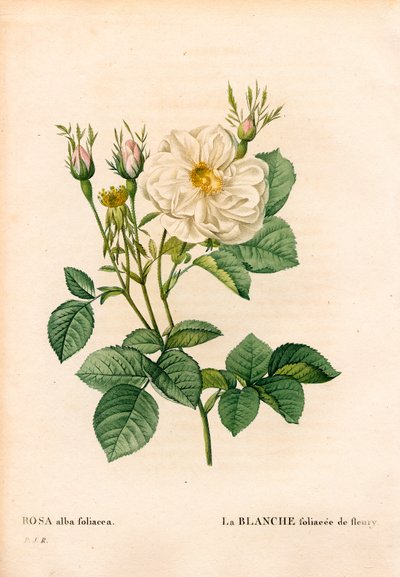 Leafy white rose of Fleury, Rosa alba variety, la blanc foliacee de Fleury. Handcoloured stipple copperplate engraving from Pierre Joseph Redoute