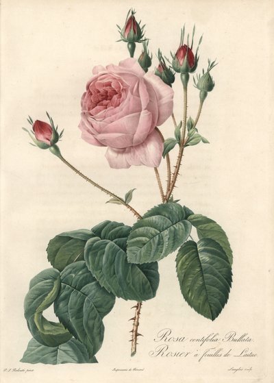 Lettuce Leaf Rose - Engraving by Langlois, Based on an Illustration by Pierre Joseph Redoute, from Les Roses by Pierre Joseph Redouté