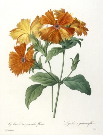 Lychnide a grandes fleurs, from Choix Des Plus Belle Fleurs et des Plus Beaux Fruits, 1827 by Pierre Joseph Redouté