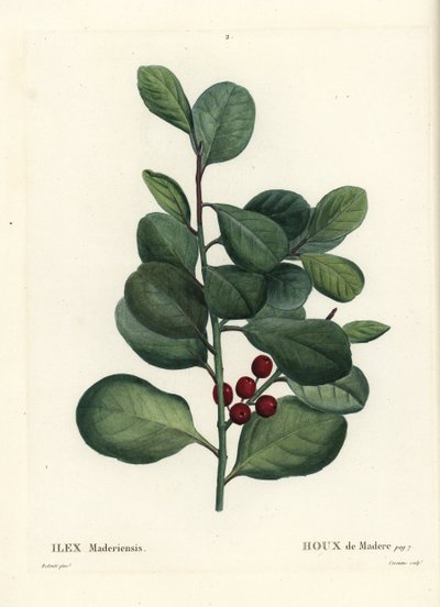 Madeira Holly, Ilex Perado by Pierre Joseph Redouté